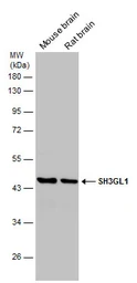 Anti-SH3GL1 antibody used in Western Blot (WB). GTX133333