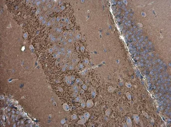 Anti-SH3GL1 antibody used in IHC (Paraffin sections) (IHC-P). GTX133333
