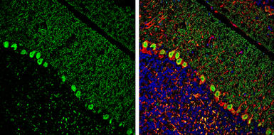 Anti-IP3KA antibody used in IHC (Frozen sections) (IHC-Fr). GTX133334