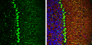 Anti-DARPP-32 antibody used in IHC (Frozen sections) (IHC-Fr). GTX133336