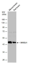 Anti-SH3GL1 antibody used in Western Blot (WB). GTX133339