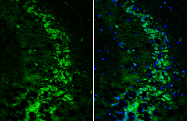 Anti-SH3GL1 antibody used in IHC (Frozen sections) (IHC-Fr). GTX133339