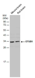 Anti-OTUB1 antibody used in Western Blot (WB). GTX133347