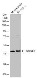 Anti-SH3GL1 antibody used in Western Blot (WB). GTX133349
