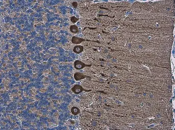 Anti-SHANK2 antibody used in IHC (Paraffin sections) (IHC-P). GTX133352