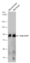 Anti-Rap1GAP antibody used in Western Blot (WB). GTX133357