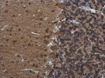 Anti-Rap1GAP antibody used in IHC (Paraffin sections) (IHC-P). GTX133357