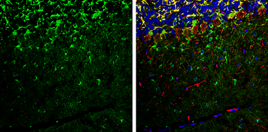 Anti-Rap1GAP antibody used in IHC (Frozen sections) (IHC-Fr). GTX133357