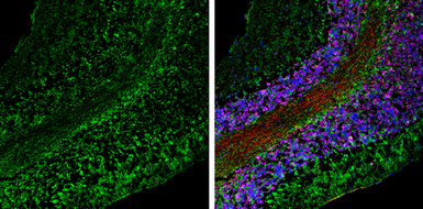 Anti-ABAT antibody used in IHC (Frozen sections) (IHC-Fr). GTX133362