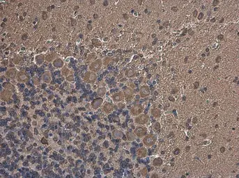 Anti-MARS antibody used in IHC (Paraffin sections) (IHC-P). GTX133363