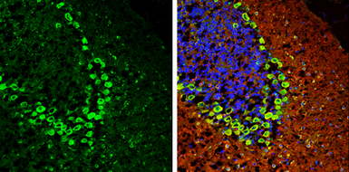 Anti-MARS antibody used in IHC (Frozen sections) (IHC-Fr). GTX133363