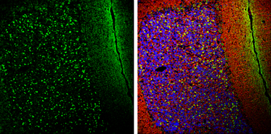 Anti-alpha Synuclein antibody used in IHC (Frozen sections) (IHC-Fr). GTX133367