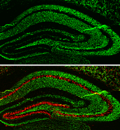 Anti-alpha Synuclein antibody used in IHC (Frozen sections) (IHC-Fr). GTX133367