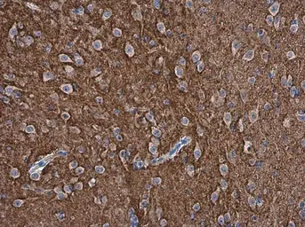 Anti-pan Synuclein antibody used in IHC (Paraffin sections) (IHC-P). GTX133368