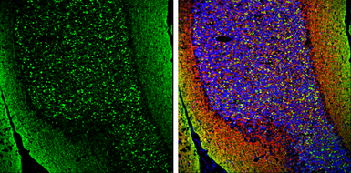 Anti-pan Synuclein antibody used in IHC (Frozen sections) (IHC-Fr). GTX133368