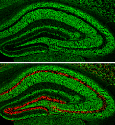 Anti-pan Synuclein antibody used in IHC (Frozen sections) (IHC-Fr). GTX133368
