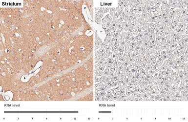 Anti-GSK3 beta antibody used in IHC (Paraffin sections) (IHC-P). GTX133372