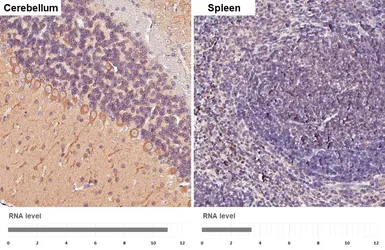 Anti-GSK3 beta antibody used in IHC (Paraffin sections) (IHC-P). GTX133372