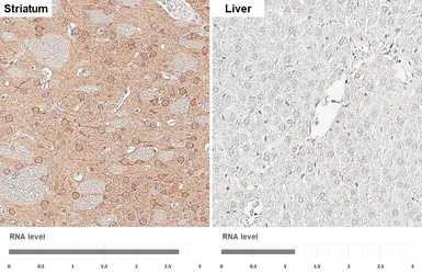 Anti-GSK3 beta antibody used in IHC (Paraffin sections) (IHC-P). GTX133372