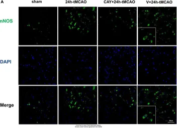 Anti-nNOS antibody used in IHC (Frozen sections) (IHC-Fr). GTX133403