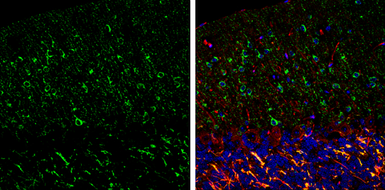 Anti-nNOS antibody used in IHC (Frozen sections) (IHC-Fr). GTX133403