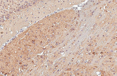 Anti-nNOS antibody used in IHC (Paraffin sections) (IHC-P). GTX133403