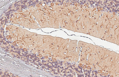 Anti-nNOS antibody used in IHC (Paraffin sections) (IHC-P). GTX133403