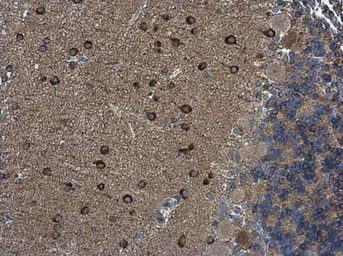 Anti-nNOS antibody used in IHC (Paraffin sections) (IHC-P). GTX133407