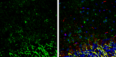 Anti-nNOS antibody used in IHC (Frozen sections) (IHC-Fr). GTX133407