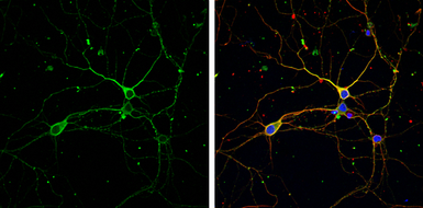 Anti-nNOS antibody used in Immunocytochemistry/ Immunofluorescence (ICC/IF). GTX133407