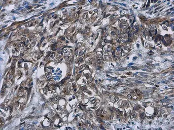 Anti-Cyclin D2 antibody used in IHC (Paraffin sections) (IHC-P). GTX133418