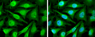 Anti-Cyclin D2 antibody used in Immunocytochemistry/ Immunofluorescence (ICC/IF). GTX133418