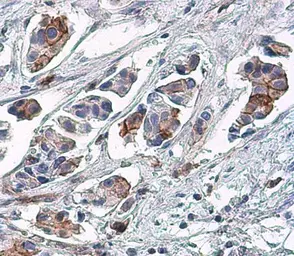 Anti-EGFR (phospho Tyr1148) antibody used in IHC (Paraffin sections) (IHC-P). GTX133435