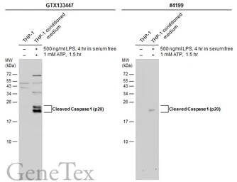 Anti-Caspase 1 (cleaved Asp297) antibody used in Western Blot (WB). GTX133447