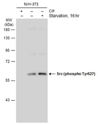 Anti-Src (phospho Tyr530) antibody used in Western Blot (WB). GTX133473