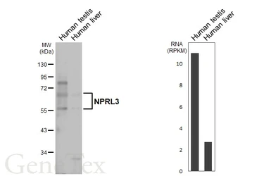 Anti-NPRL3 antibody used in Western Blot (WB). GTX133549