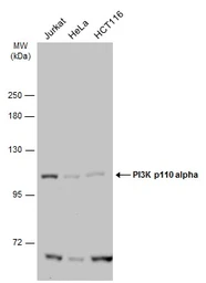 Anti-PI3 kinase p110 alpha antibody used in Western Blot (WB). GTX133554