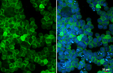 Anti-PI3 kinase p110 alpha antibody used in Immunocytochemistry/ Immunofluorescence (ICC/IF). GTX133554