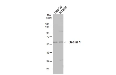 Anti-Beclin 1 antibody used in Western Blot (WB). GTX133555