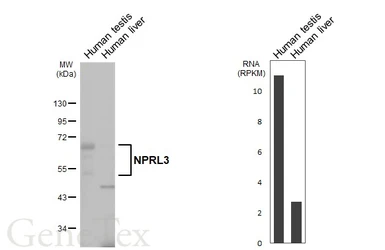 Anti-NPRL3 antibody used in Western Blot (WB). GTX133574