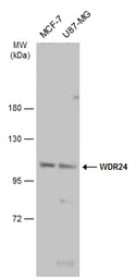 Anti-WDR24 antibody used in Western Blot (WB). GTX133576