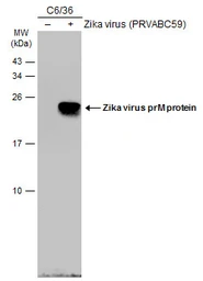 Anti-Zika virus prM protein antibody used in Western Blot (WB). GTX133584