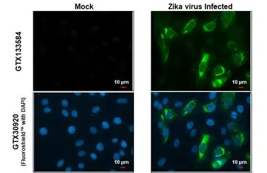 Anti-Zika virus prM protein antibody used in Immunocytochemistry/ Immunofluorescence (ICC/IF). GTX133584