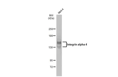 Anti-Integrin alpha 4 antibody used in Western Blot (WB). GTX133646