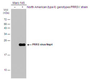 Anti-PRRS virus Nsp4 protein antibody used in Western Blot (WB). GTX133700