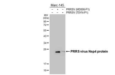Anti-PRRS virus Nsp4 protein antibody used in Western Blot (WB). GTX133700