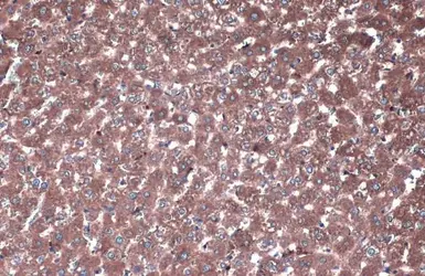 Anti-PP2A alpha + PP2A beta antibody used in IHC (Paraffin sections) (IHC-P). GTX133709