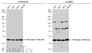 Anti-PP2A alpha + PP2A beta antibody used in Western Blot (WB). GTX133710