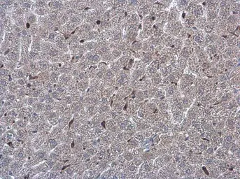 Anti-NOX2 / gp91phox antibody used in IHC (Paraffin sections) (IHC-P). GTX133715
