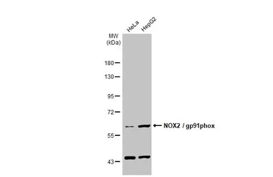 Anti-NOX2 / gp91phox antibody used in Western Blot (WB). GTX133715